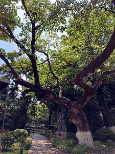 Kunming - Parc Cuihu - 41